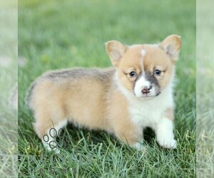 Pembroke Welsh Corgi Puppy for sale in CHRISTIANA, PA, USA