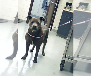 Mutt Dogs for adoption in Fayetteville, NC, USA