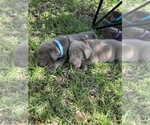 Small Photo #8 Labrador Retriever Puppy For Sale in WARNER ROBINS, GA, USA