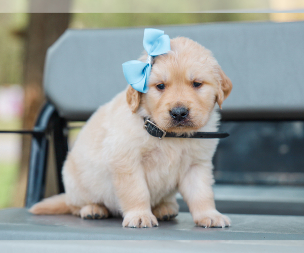 Medium Photo #4 Golden Retriever Puppy For Sale in LIBERTY, KY, USA
