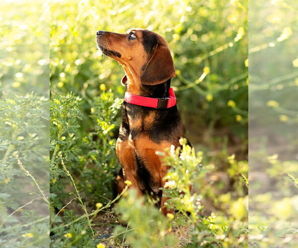 Medium Photo #9 Dachshund Puppy For Sale in Corona, CA, USA