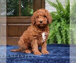 Small Goldendoodle (Miniature)