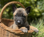 Puppy Atlas Belgian Malinois