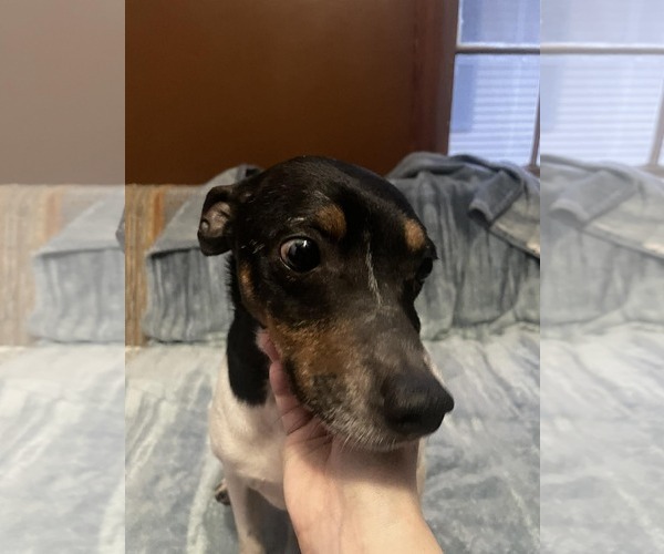 Medium Photo #2 Jack Russell Terrier-Unknown Mix Puppy For Sale in Sheboygan, WI, USA