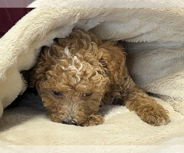 Medium Photo #3 Poodle (Miniature) Puppy For Sale in DUNDEE, OH, USA