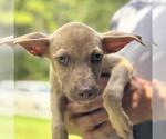 Small Mutt