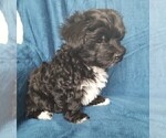 Small Photo #25 Morkie Puppy For Sale in HOLLAND, MI, USA