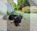Small German Shepherd Dog-Mutt Mix