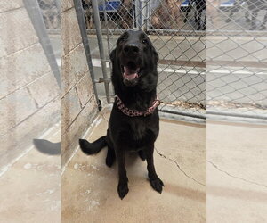 Petunia - Female German Shepherd Dog Dog for Adoption - Photo #4