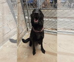 Small Photo #4 German Shepherd Dog Puppy For Sale in El Centro, CA, USA