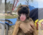 Small #8 German Shepherd Dog Mix