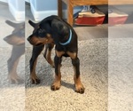 Small #3 Doberman Pinscher