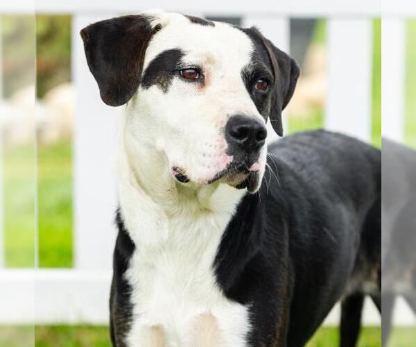 Medium Photo #2 Mutt Puppy For Sale in Camarillo, CA, USA