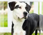 Small #1 Mutt