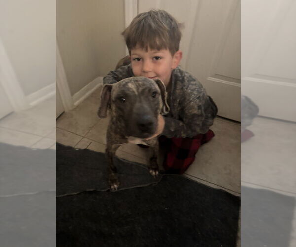 Medium Photo #2 American Pit Bull Terrier-Unknown Mix Puppy For Sale in Brewster, NY, USA