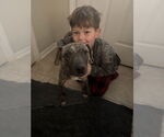 Small #1 American Pit Bull Terrier Mix