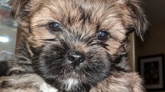 Shorkie Tzu Puppy for sale in YPSILANTI, MI, USA