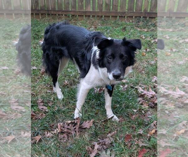 Medium Photo #1 Border Collie-Unknown Mix Puppy For Sale in Garner, NC, USA