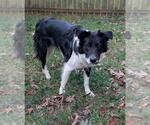 Small Border Collie Mix