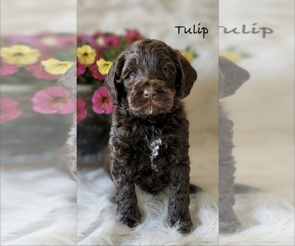Medium Photo #1 Australian Labradoodle Puppy For Sale in WASH, NC, USA