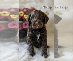 Puppy 2 Australian Labradoodle