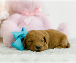 Small Photo #4 Goldendoodle (Miniature) Puppy For Sale in LITTLE ROCK, AR, USA