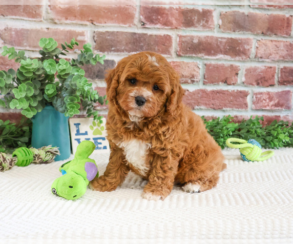 Medium Photo #4 Cavapoo (Miniature) Puppy For Sale in SYRACUSE, IN, USA