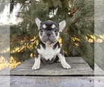 Small #2 French Bulldog