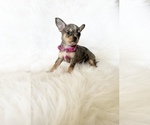 Small #6 Chihuahua