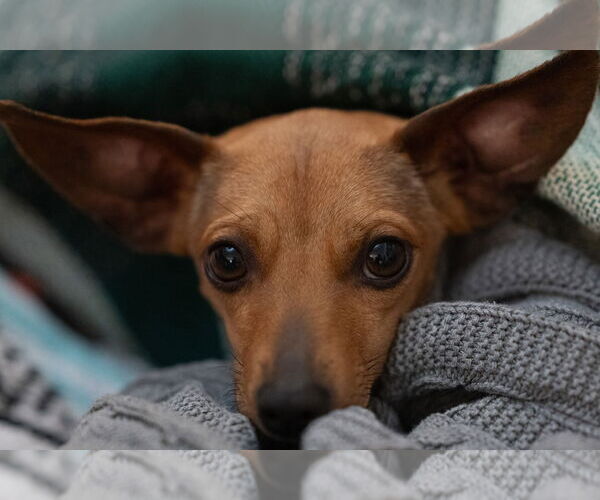 Medium Photo #5 Chiweenie Puppy For Sale in San Francisco, CA, USA