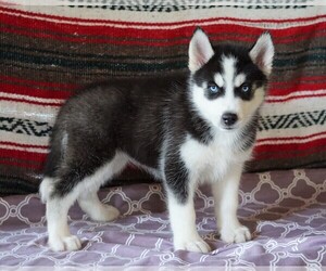 Siberian Husky Puppy for sale in FREDERICKSBG, OH, USA