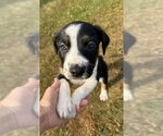 Small #2 Labrador Retriever Mix