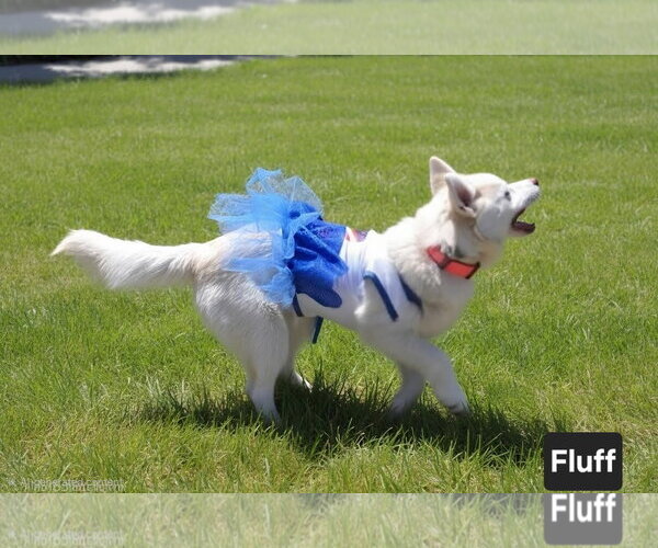 Medium Photo #8 Siberian Husky-Unknown Mix Puppy For Sale in Sandy, UT, USA