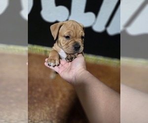 American Bully-English Bulldog Mix Puppy for Sale in AUSTIN, Texas USA