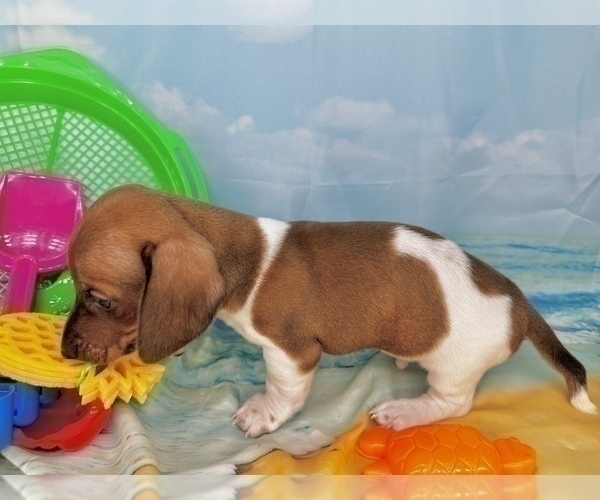 Medium Photo #29 Dachshund Puppy For Sale in CASSVILLE, MO, USA