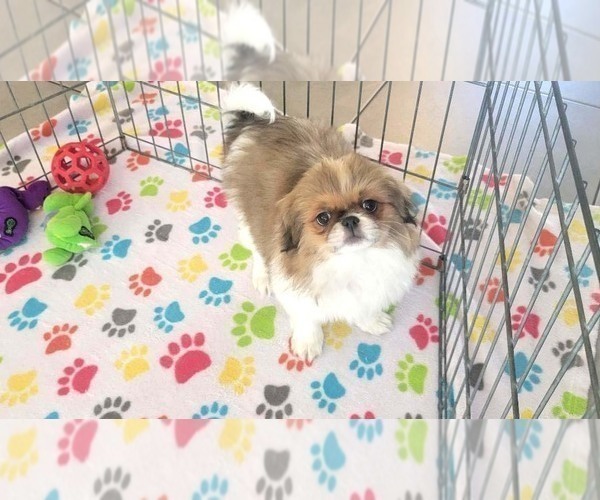 Medium Photo #4 Japanese Chin Puppy For Sale in ORO VALLEY, AZ, USA
