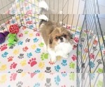 Small #3 Japanese Chin
