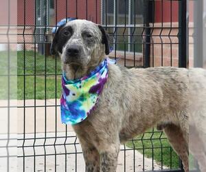 Mutt Dogs for adoption in San Antonio, TX, USA