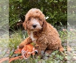 Small #4 Goldendoodle (Miniature)
