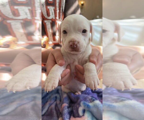 Medium Photo #1 Bullypit Puppy For Sale in Holly Springs, NC, USA