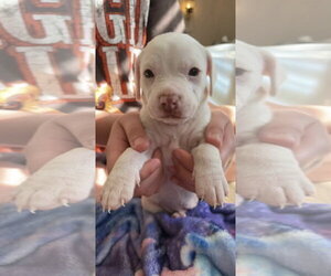 Bullypit Dogs for adoption in Holly Springs, NC, USA