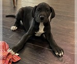 Small Photo #6 Great Dane Puppy For Sale in CLANTON, AL, USA