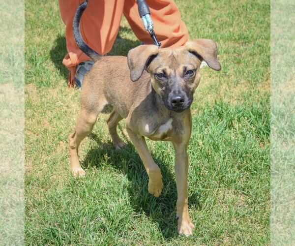 Medium Photo #3 Italian Greyhound-Jack Russell Terrier Mix Puppy For Sale in Huntley, IL, USA
