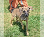 Small #2 Italian Greyhound-Jack Russell Terrier Mix