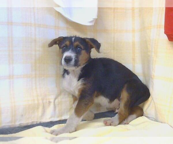 Medium Photo #1 Mutt Puppy For Sale in Sacramento, CA, USA