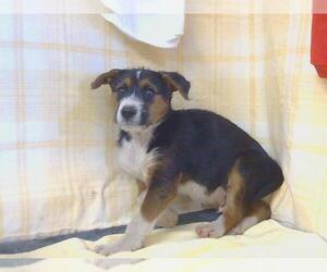 Mutt Dogs for adoption in Sacramento, CA, USA