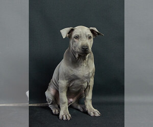 Thai Ridgeback Puppy for sale in MANHATTAN, NY, USA