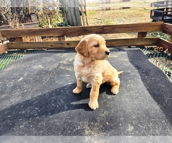 Medium Photo #5 Golden Retriever Puppy For Sale in LEON, KS, USA