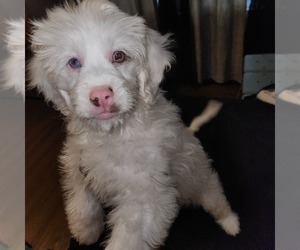 Cavapoo Puppy for sale in FORT WASHINGTON, MD, USA
