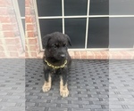 Small Photo #11 German Shepherd Dog Puppy For Sale in LANCASTER, TX, USA